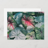 かわいらし葉 ポストカード (正面/裏面)