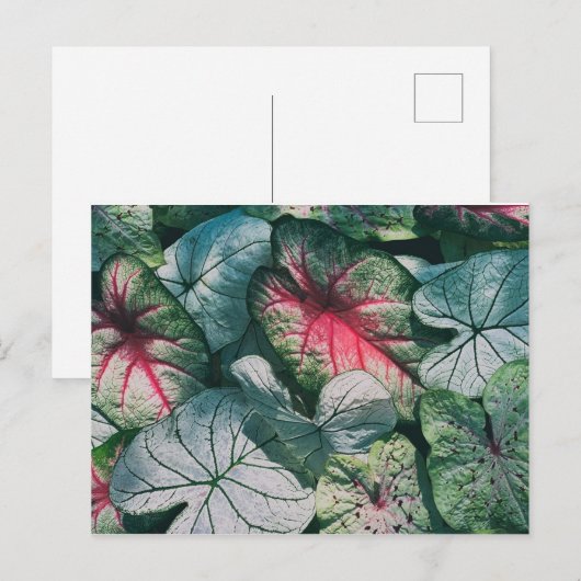 かわいらし葉 ポストカード (正面/裏面)