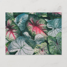 かわいらし葉 ポストカード