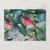 かわいらし葉 ポストカード (正面)