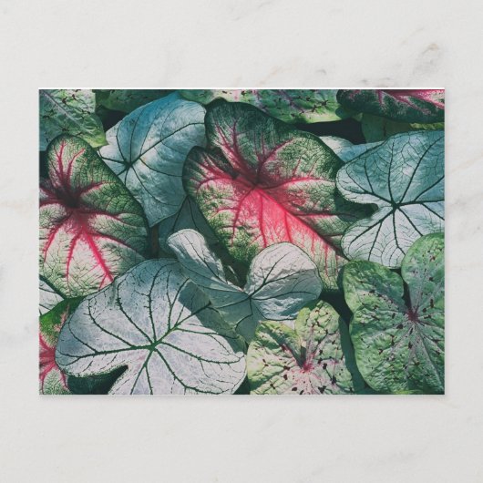 かわいらし葉 ポストカード (正面)