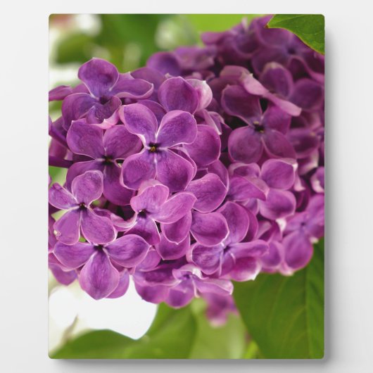 かわいらし薄紫 フォトプラーク (正面)