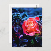 かわいらし魔法フロステッドピンクファンタジーバラガーデン ポストカード (正面/裏面)