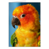 かわいらし鳥 (正面)