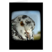 かわいらし鳩 (正面)