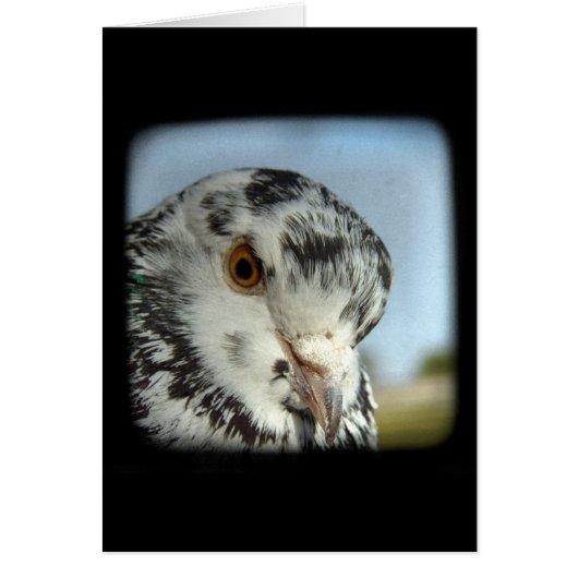 かわいらし鳩 (正面)