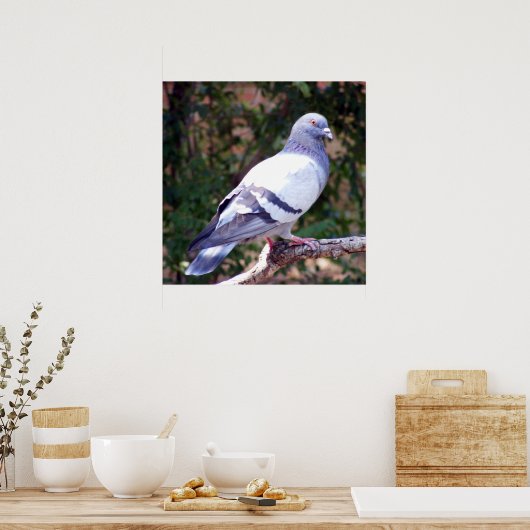 かわいらし鳩 ポスター (キッチン)