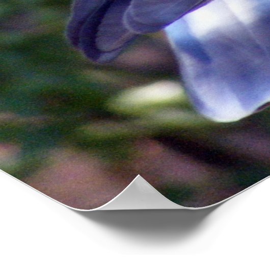 かわいらし鳩 ポスター (角)