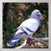 かわいらし鳩 ポスター (正面)