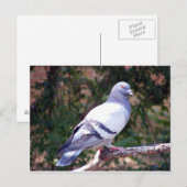 かわいらし鳩 ポストカード (正面/裏面)