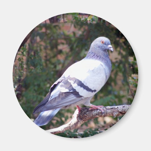 かわいらし鳩 マグネット (正面)