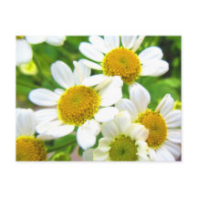 かわいらしLittle Lawnデイジーフラワーインサンシャイン