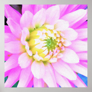 かわいらしPink、White、Yellow Cactus Dahliaマクロ ポスター