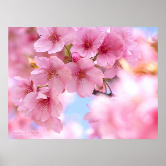 "かわず桜"のポスター ポスター (正面)