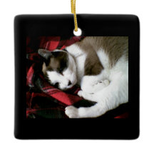 かんじきのタータンチェックの子猫