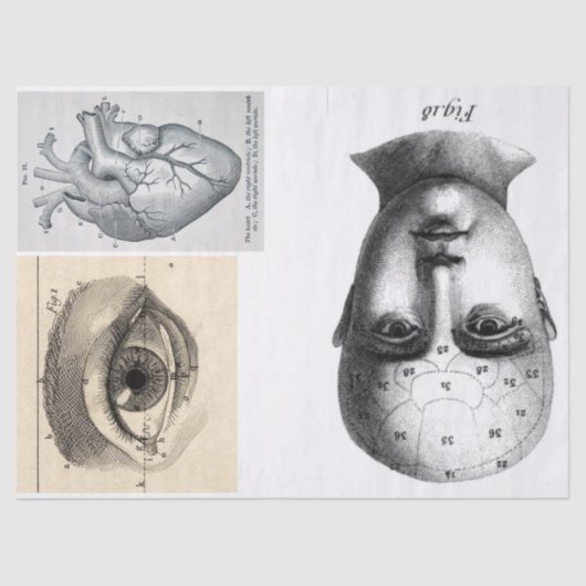 がらくたジャーナル解剖学の要素シート 薄葉紙 (正面)