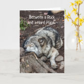 がんは、岩と硬い場所の間で感じられる カード (黄色い花)