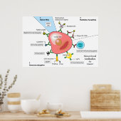 がんモノクローナル抗体の図表 ポスター (キッチン)