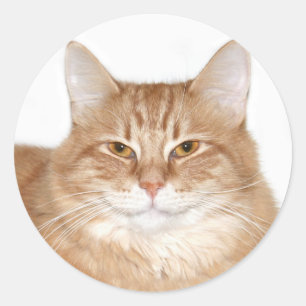 きざな微笑猫 ラウンドシール