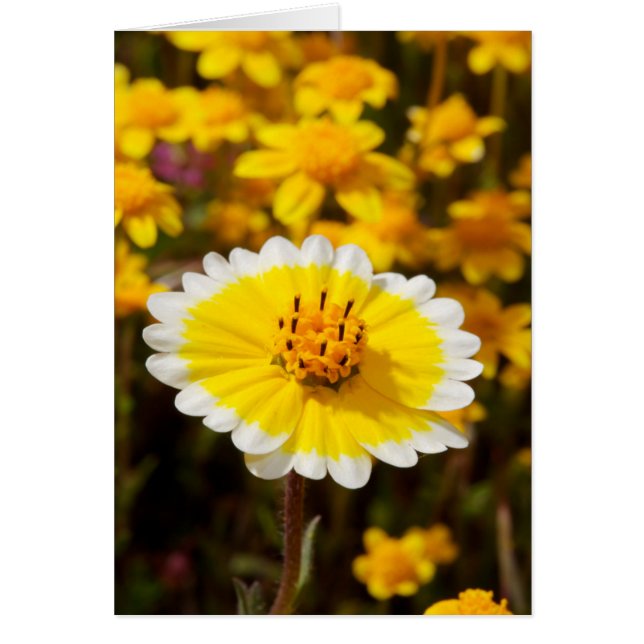 きちんとした先端の山の花 (正面)