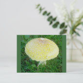 きのこはがき#3 ポストカード (スタンド正面)