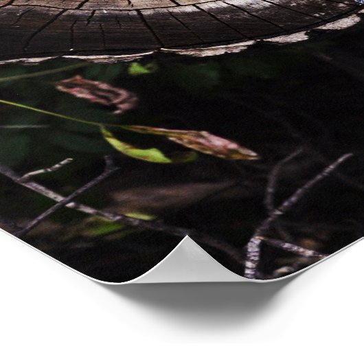 きのこ目 ポスター (角)