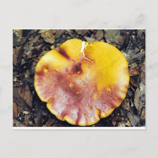 きのこ美しい ポストカード (正面)