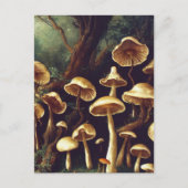 きのこ葉書 ポストカード (正面)