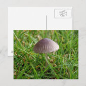 きのこ葉書 ポストカード (正面/裏面)