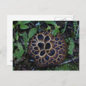 きのこ葉書 ポストカード (正面/裏面)