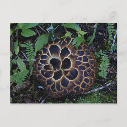 きのこ葉書 ポストカード (正面)