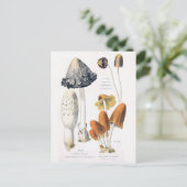 きのこ野菜ヴィンテージ植物葉書 ポストカード (スタンド正面)