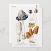 きのこ野菜ヴィンテージ植物葉書 ポストカード (正面/裏面)