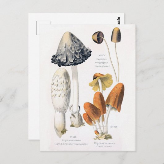きのこ野菜ヴィンテージ植物葉書 ポストカード (正面/裏面)