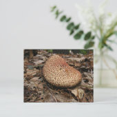 きのこ149～はがき ポストカード (スタンド正面)