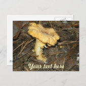 きのこ ポストカード (正面/裏面)