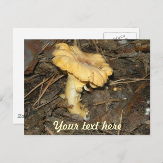 きのこ ポストカード (正面/裏面)