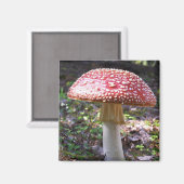 きのこ マグネット (正面/裏面)