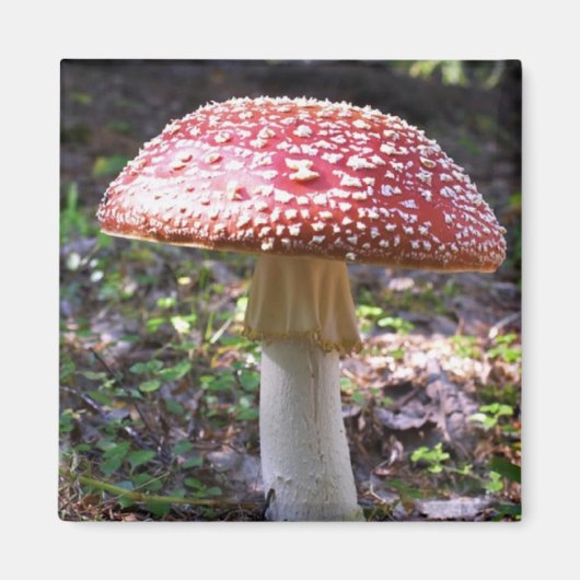 きのこ マグネット (正面)