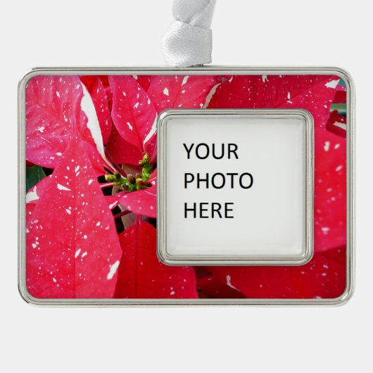 きらめくスターサプライズポインセティアホリデイフローラ シルバープレートフレームオーナメント (正面)