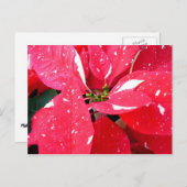 きらめくスターサプライズポインセティアホリデイフローラ シーズンポストカード (正面/裏面)