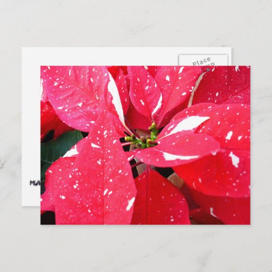 きらめくスターサプライズポインセティアホリデイフローラ シーズンポストカード (正面/裏面)