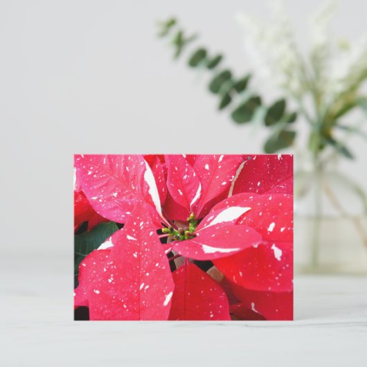 きらめくスターサプライズポインセティアホリデイフローラ シーズンポストカード (スタンド正面)