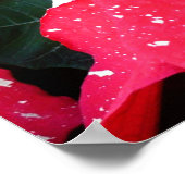 きらめくスターサプライズポインセティアホリデイフローラ ポスター (角)