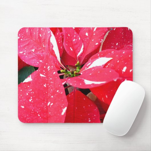 きらめくスターサプライズポインセティアホリデイフローラ マウスパッド (マウス)