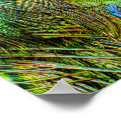 きらめく孔雀の羽 ポスター (角)