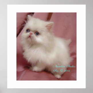 きらめく小さな星 ポスター