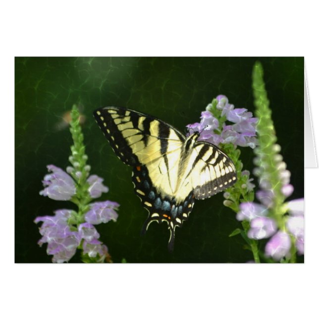 きらめく蝶 (正面横)