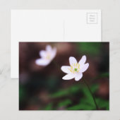 きれいなアネモネ花はがき ポストカード (正面/裏面)