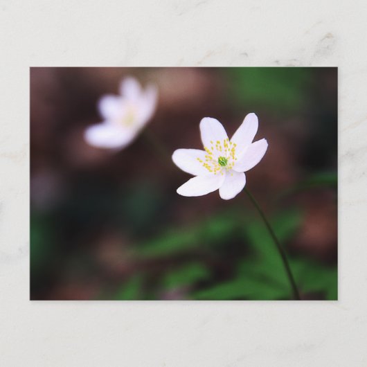 きれいなアネモネ花はがき ポストカード (正面)